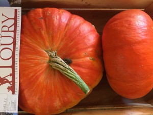 Les légumes du domaine de Toury : Courge rouge vif d'Etampes