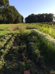 Les élèves de Ferrandi au Domaine de Toury