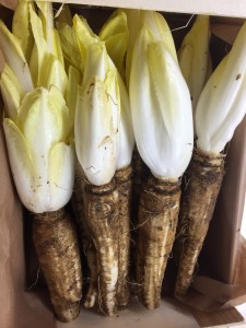 Endives du domaine de Toury