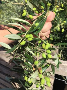 Huile d'olive de Sitia