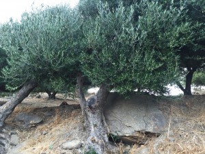 Huile d'olive de Sitia