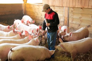 le porc capelin du cantal