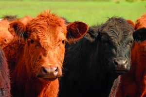 boeuf angus