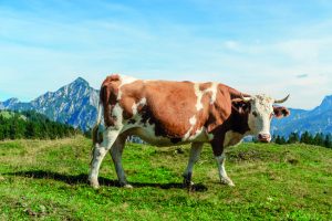 boeuf simmental