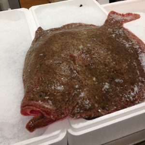 turbot