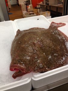 Turbot