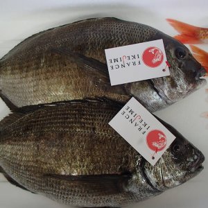 Poissons France Ikejime le delas actu avril 2017