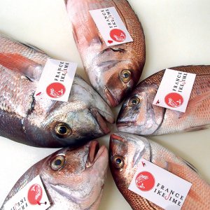 Poissons France Ikejime le delas actu avril 2017