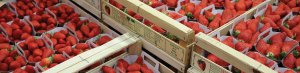 Fraises Gariguettes