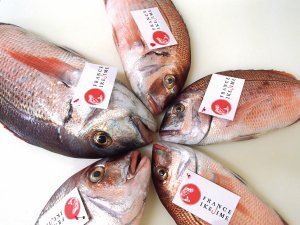 Poissons France Ikejime le delas actu avril 2017