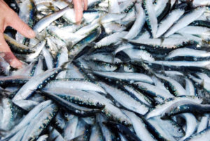 Les sardines de ma Compagnie Bretonne du Poisson