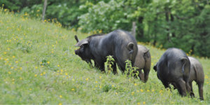 Porcs Gascons du Domaine de Saint-Géry