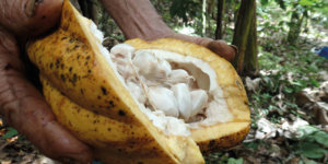 Cacao Agostoni