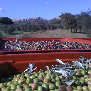 huile d'olive de Provence Château de panisse