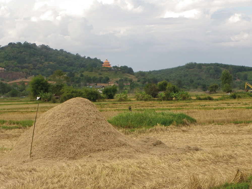 RIZ THAÏLANDAIS NAGA-GOLD