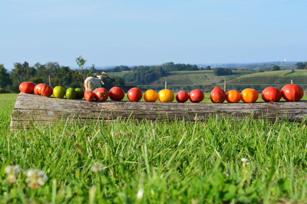 TOMATE O CŒUR : Pur Jus de Tomate BIO des Pyrénées